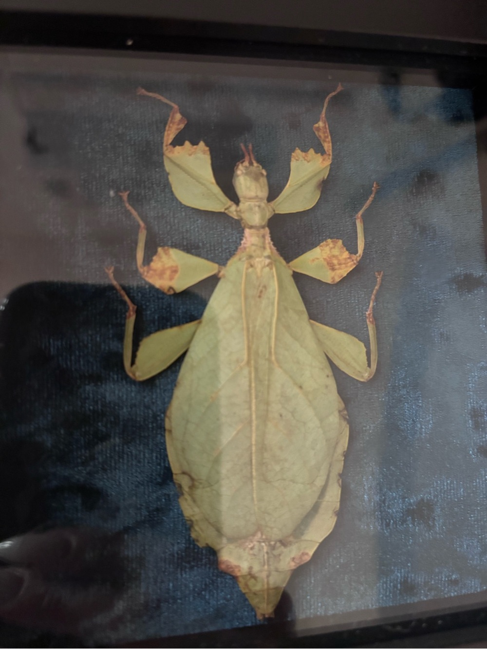 Framed Leaf Insect Specimen - Picture 2 of 4